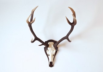 Huge deer horn