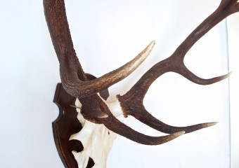 Huge deer horn