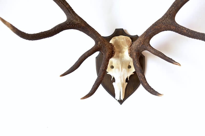 Huge deer horn #2