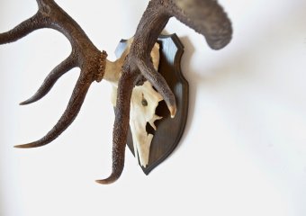 Huge deer horn #2