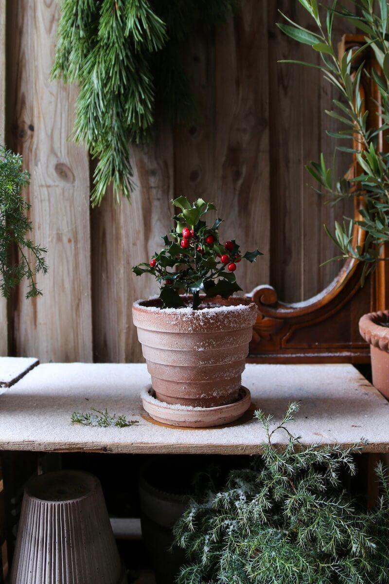 BERGS-POTTER_IMG_6983_croppedCHRISTMAS-2022_PLANET_RARO_JK