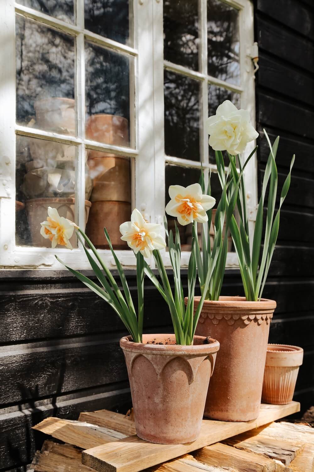 BERGS-POTTER_narcissus_RAW_KØBENHAVNER_TALL_ELIZABETH_SIMONA_RARO_IMG_1702_JK