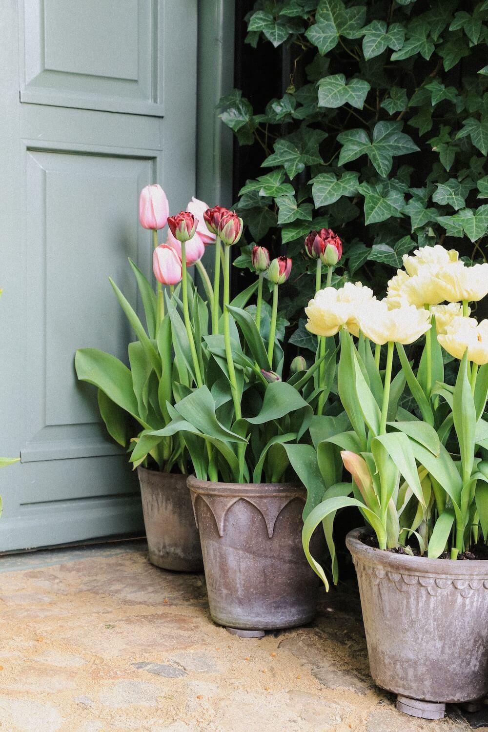 Bergs-Potter_raw_nogr_mixed_elizabeth_Københavner_IMG_0961_Tullips-24_JK